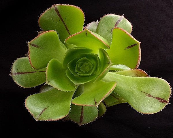 Aeonium urbicum v. meridionalis