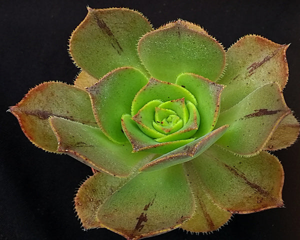 Aeonium valverdense