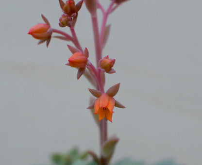 Echeveria 'Van Breen'