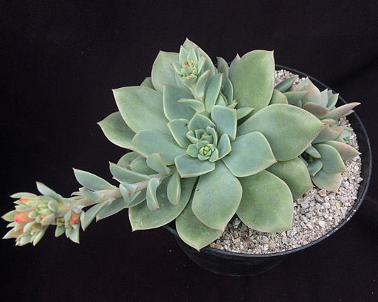 Echeveria 'Van Breen'