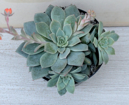 Echeveria 'Van Breen'