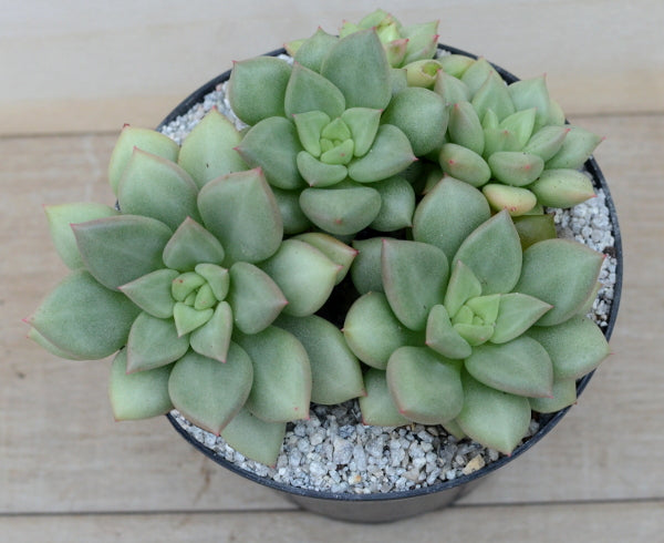 Echeveria agavoides 'Van Kepple'