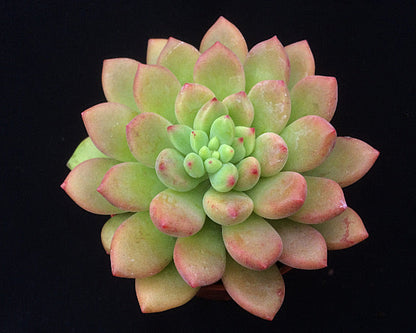 Echeveria vanvlietii