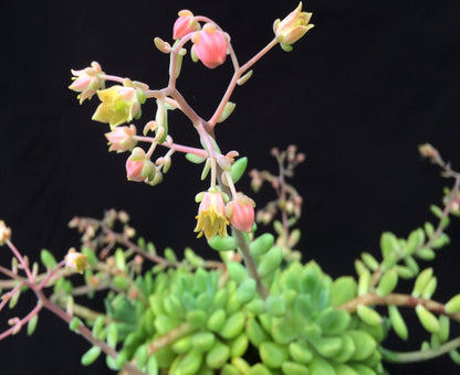 Echeveria vanvlietii