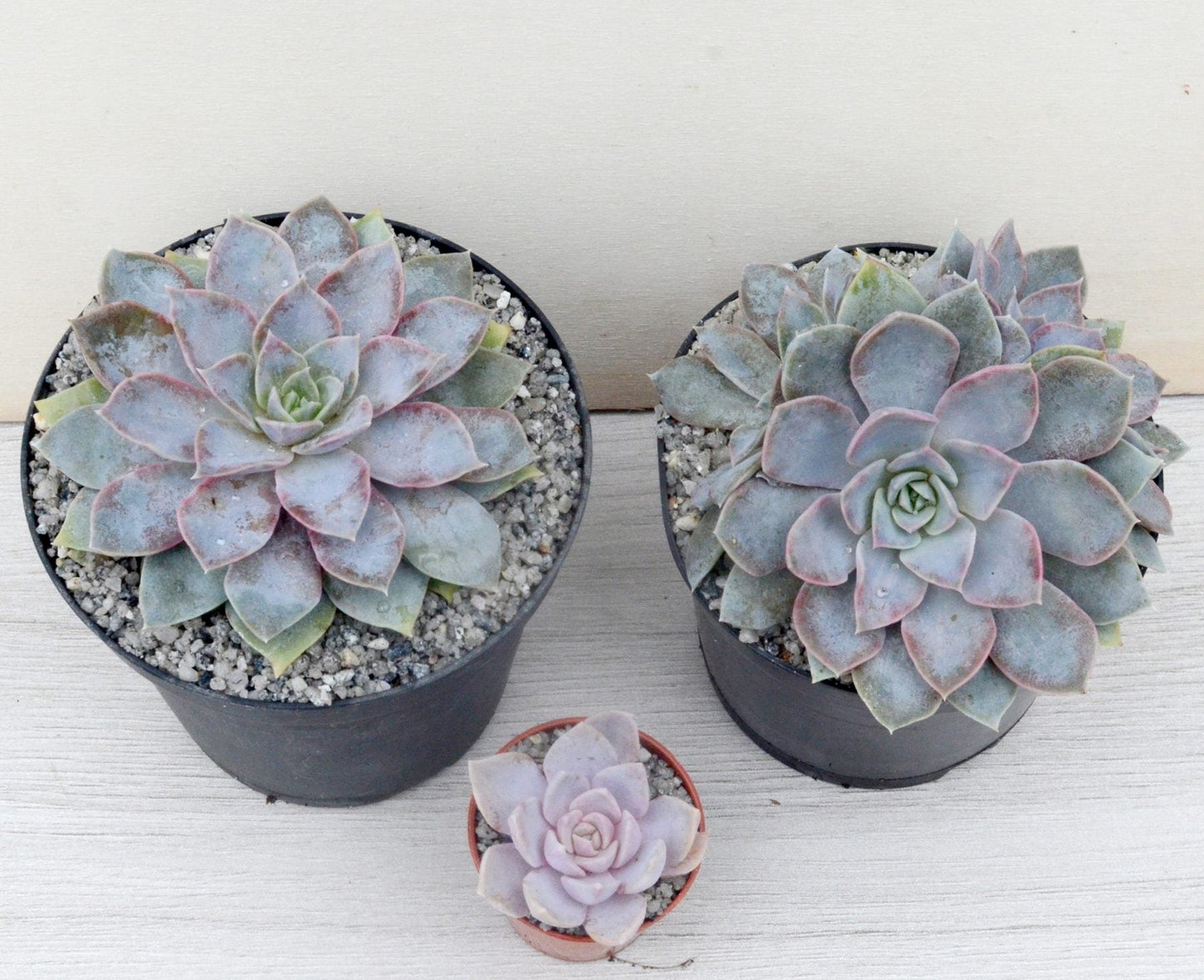 Echeveria 'Varian'