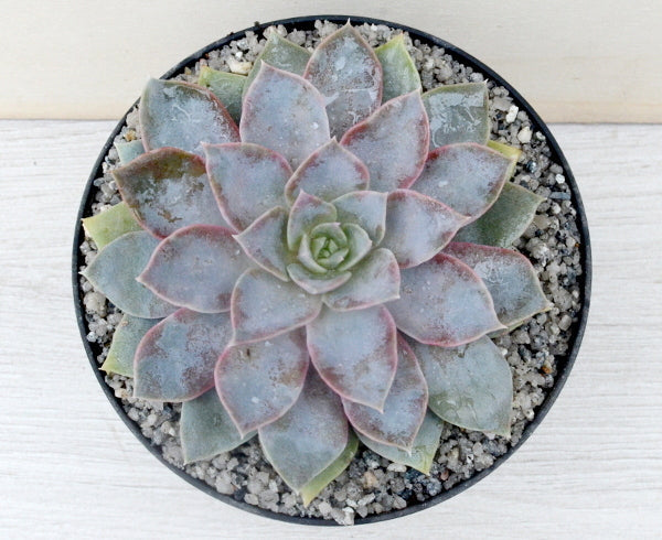 Echeveria 'Varian'