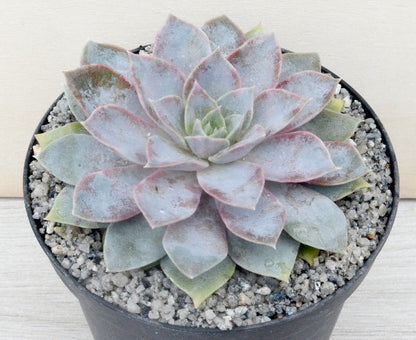 Echeveria 'Varian'