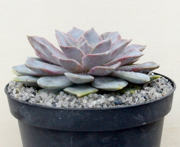 Echeveria 'Varian'