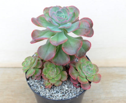 Echeveria venezualensis