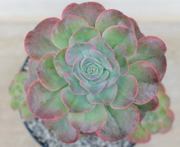 Echeveria venezualensis