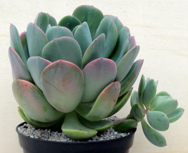 Echeveria 'Venus'