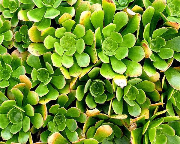 Aeonium vestitum