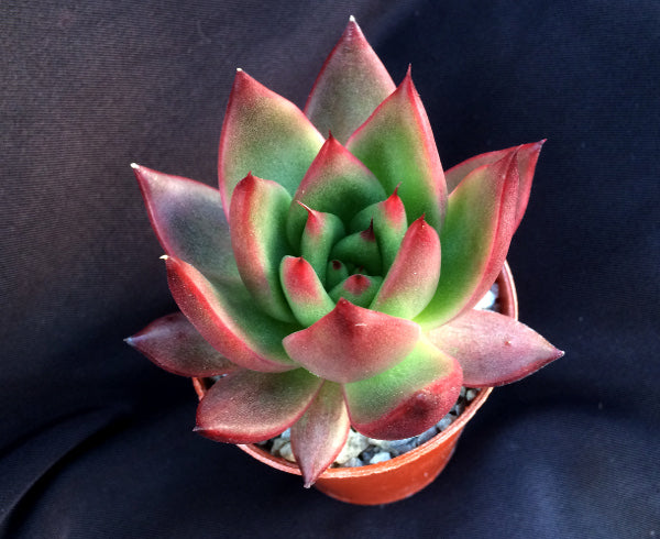 Echeveria agavoides 'Victor Reiter'