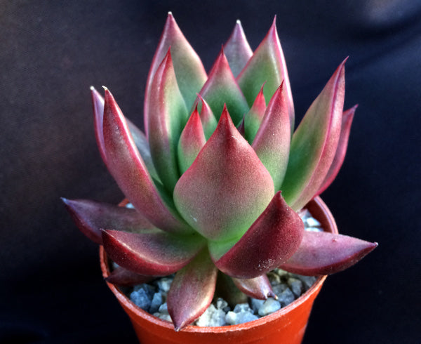 Echeveria agavoides 'Victor Reiter'