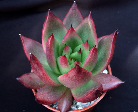 Echeveria agavoides 'Victor Reiter'