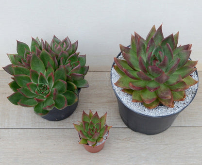 Echeveria agavoides 'Victor Reiter'