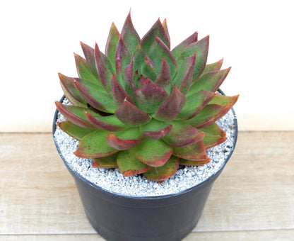 Echeveria agavoides 'Victor Reiter'