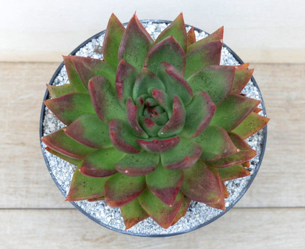 Echeveria agavoides 'Victor Reiter'