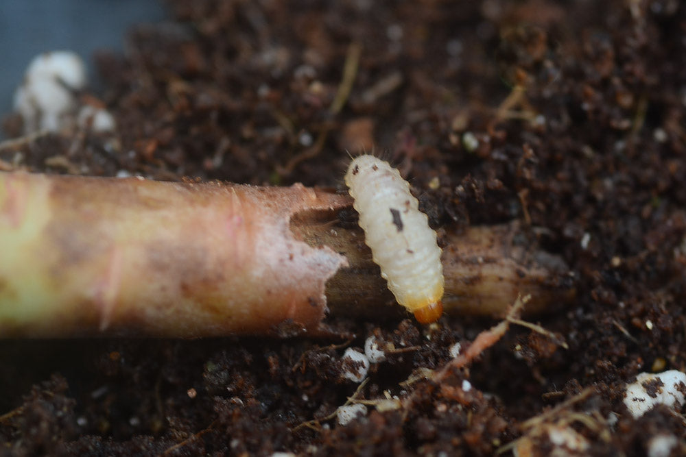 Cream vine weevil grub beside a gnawed Aeonium stem in compost