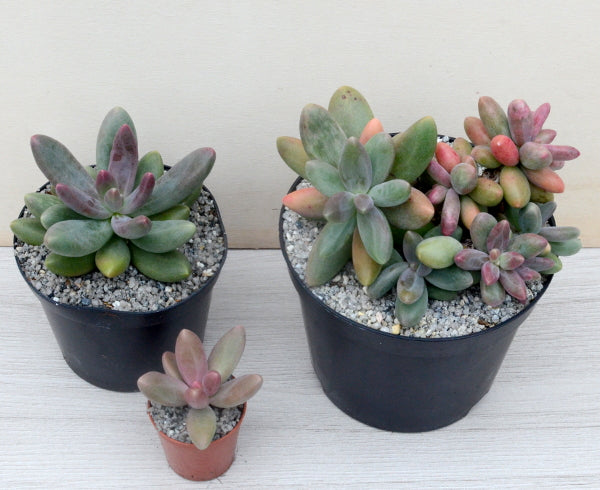 Pachyphytum oviferum x viride