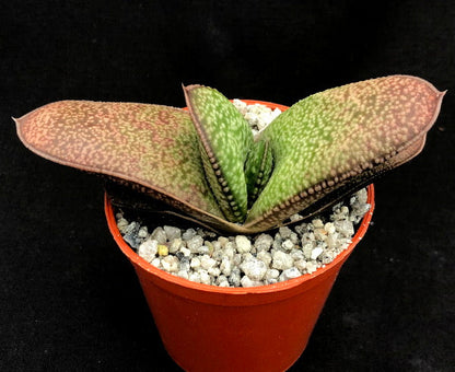 Gasteria vlokii