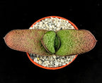 Gasteria vlokii