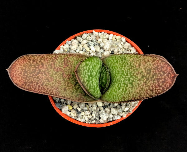 Gasteria vlokii