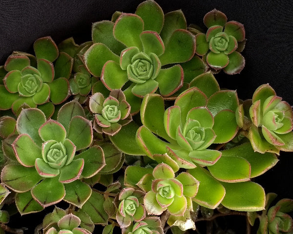 Aeonium volkerii