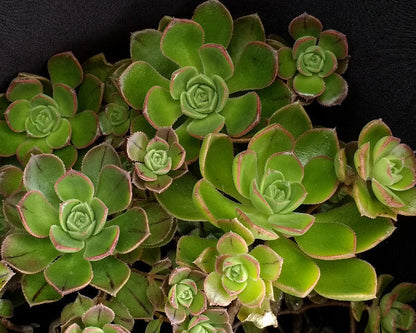 Aeonium volkerii