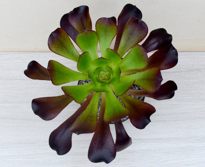 Aeonium 'Voodoo'