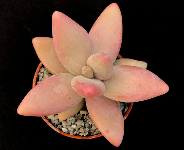 Pachyphytum werdermannii