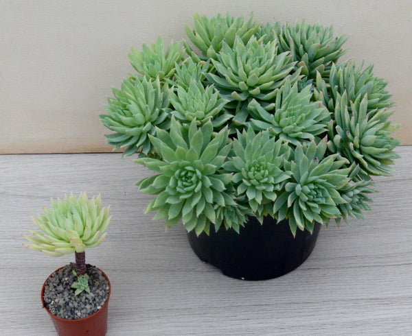 x Dudlyveria 'White Sprite'