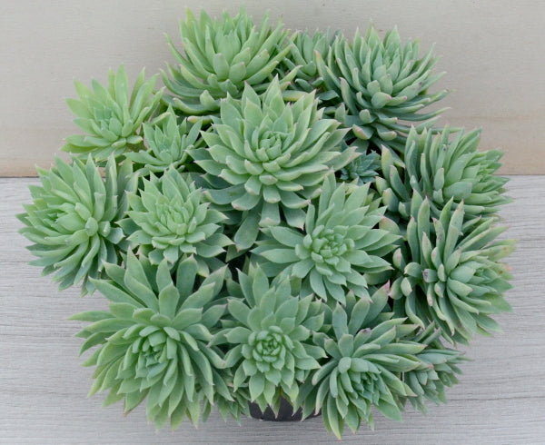 x Dudlyveria 'White Sprite'