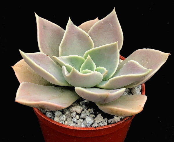 Echeveria 'White Star'