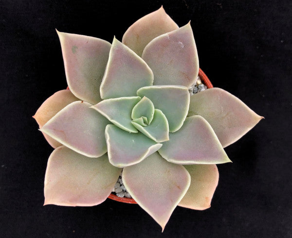 Echeveria 'White Star'