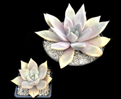 Echeveria 'Mr Grey'