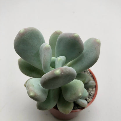 x Pachyveria 'Pear Drop'