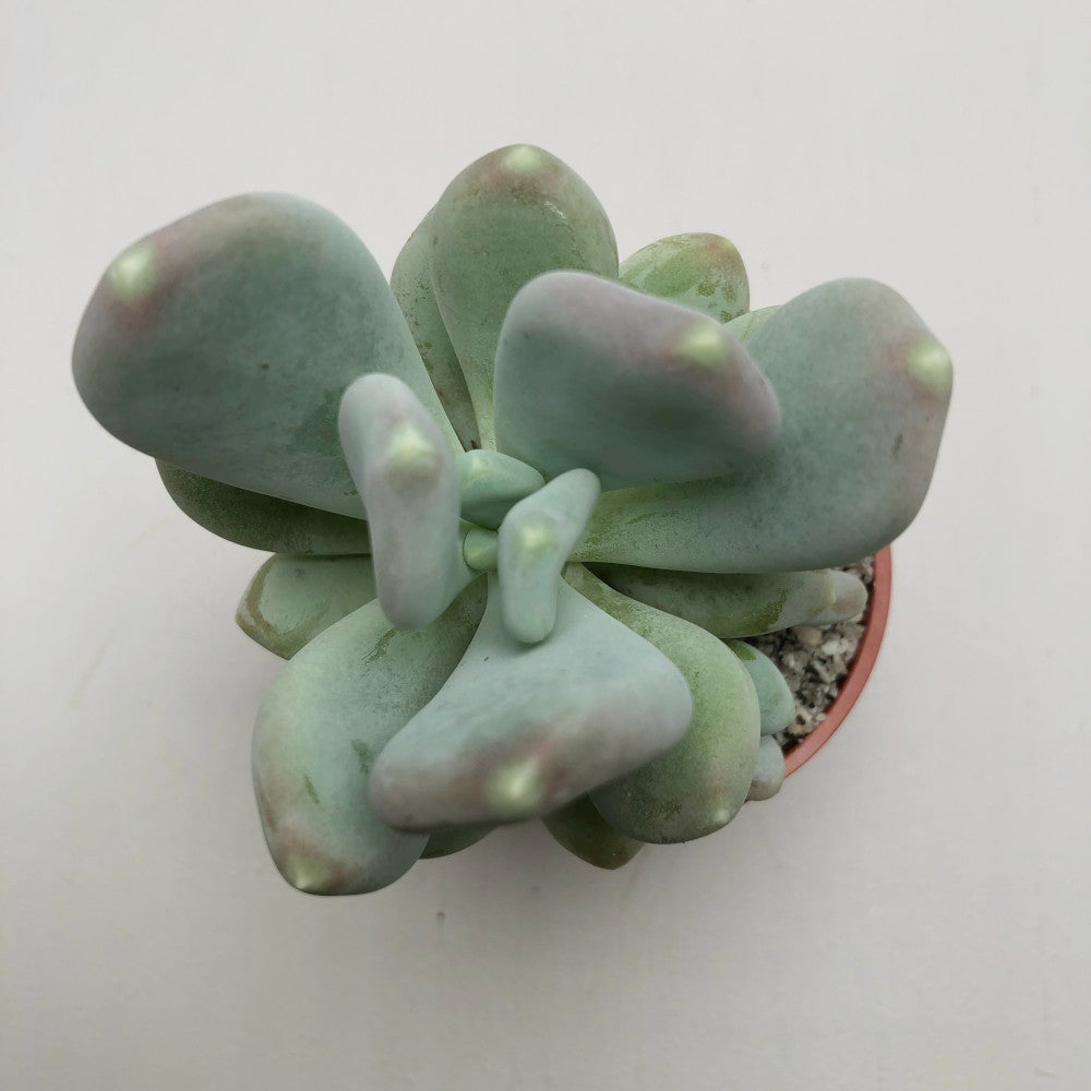 x Pachyveria 'Pear Drop'