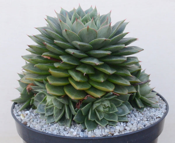 Echeveria 'Parva'