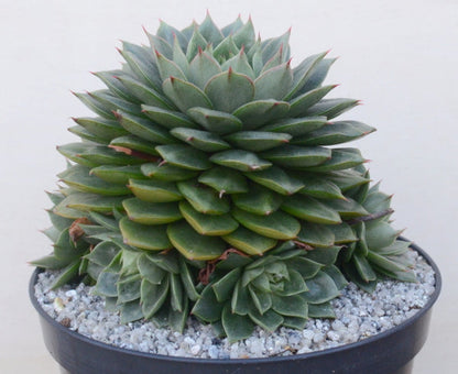 Echeveria 'Parva'