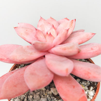 x Graptoveria 'Nyla'