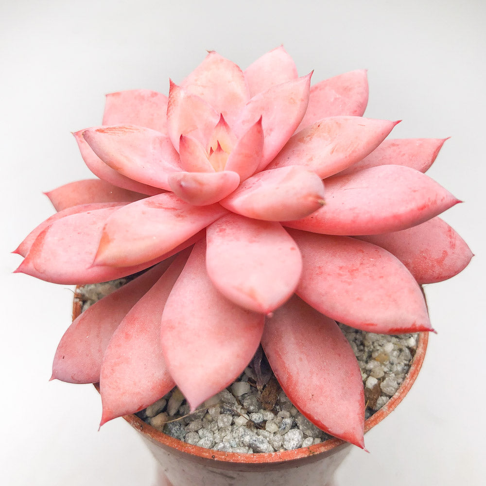 x Graptoveria 'Nyla'