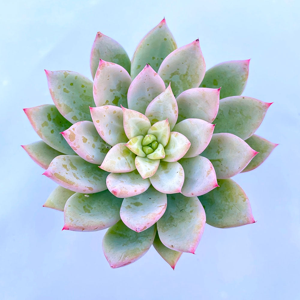 x Graptoveria 'Nyla Blue'