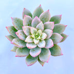 x Graptoveria 'Nyla Blue'