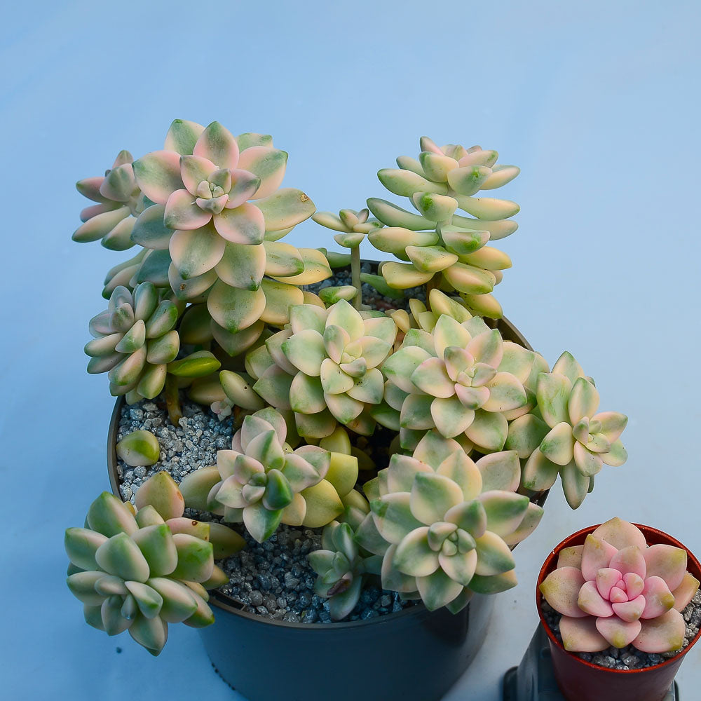 titubans variegated succulent Graptopetalum paraguayense ssp. bernalense variegata – Surreal Succulents