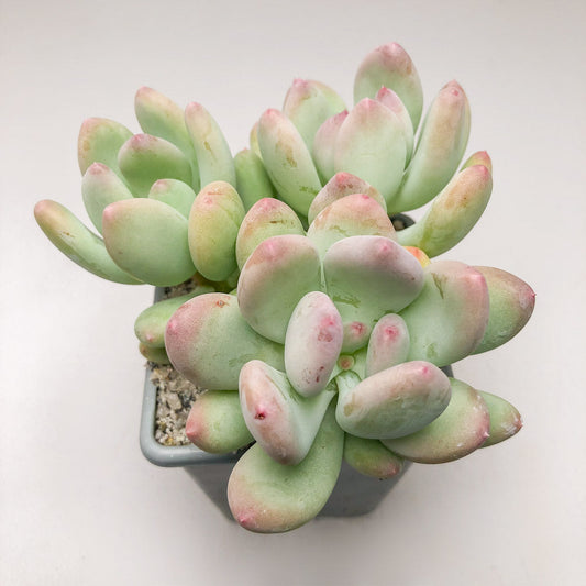 x Pachyveria ‘Clavifolia’