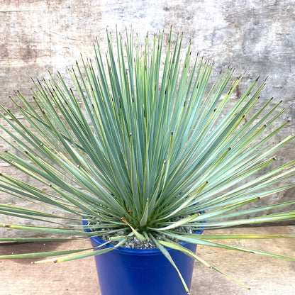 Yucca thompsoniana