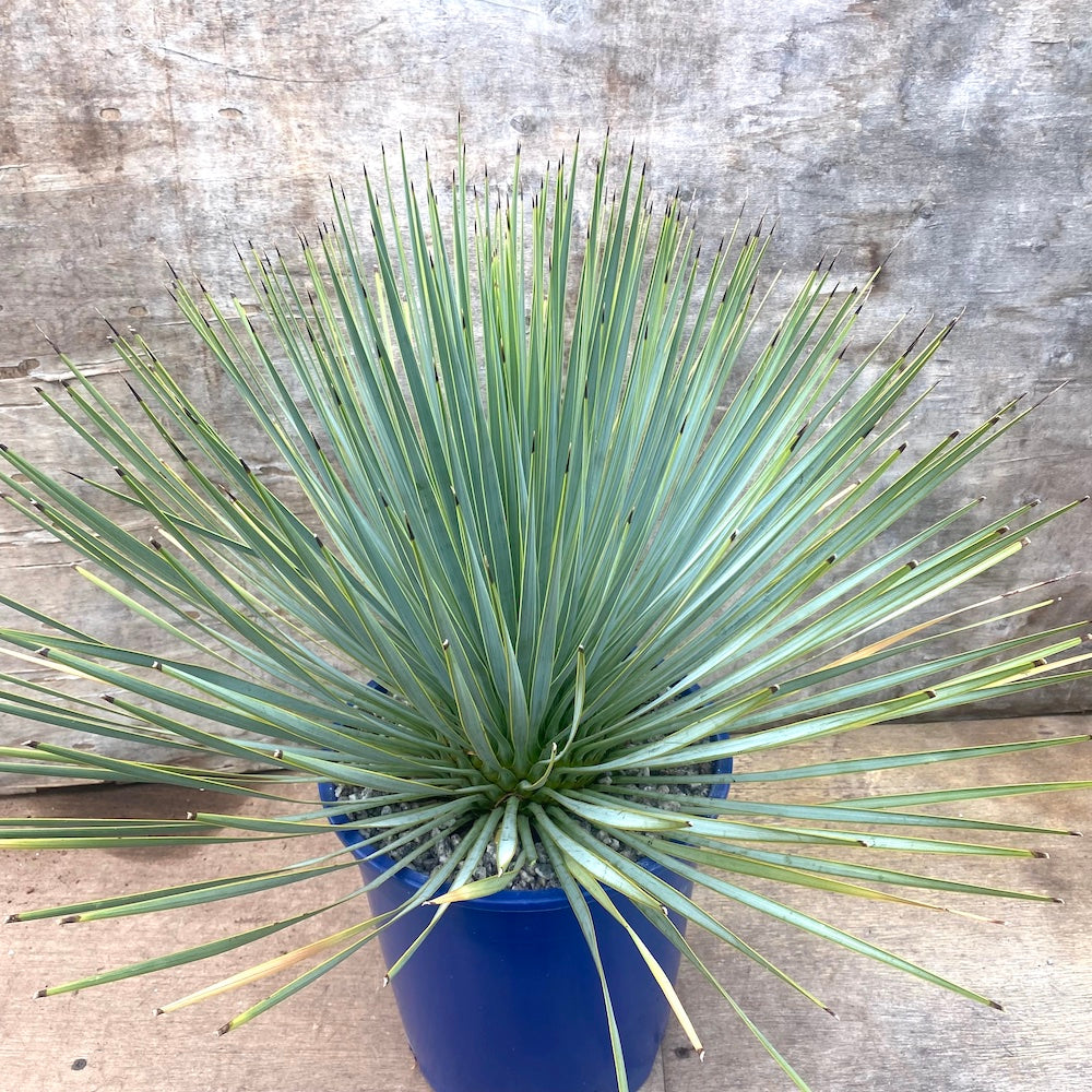 is a yucca a succulent Yucca thompsoniana – Surreal Succulents