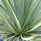 Yucca thompsoniana