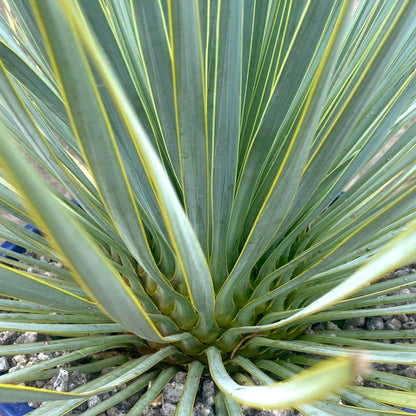 Yucca thompsoniana